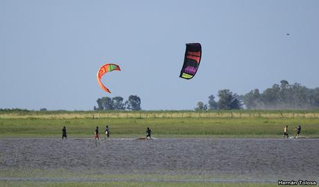 Censo Neotropical de Aves Acuáticas (febrero 2019)