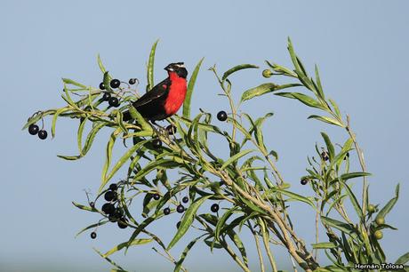 Censo Neotropical de Aves Acuáticas (febrero 2019)