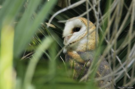 Censo Neotropical de Aves Acuáticas (febrero 2019)