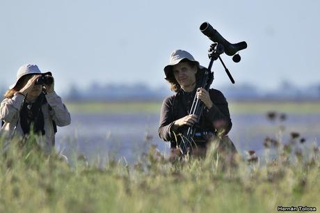Censo Neotropical de Aves Acuáticas (febrero 2019)