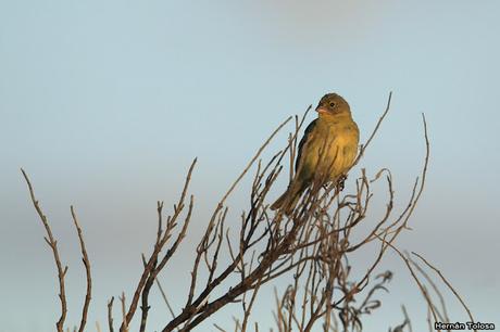 Censo Neotropical de Aves Acuáticas (febrero 2019)