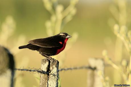 Censo Neotropical de Aves Acuáticas (febrero 2019)