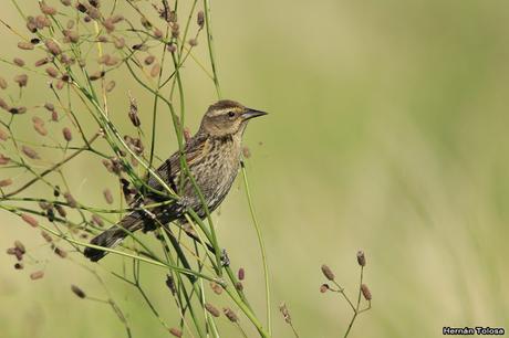 Censo Neotropical de Aves Acuáticas (febrero 2019)