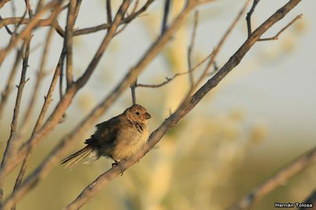 Censo Neotropical de Aves Acuáticas (febrero 2019)