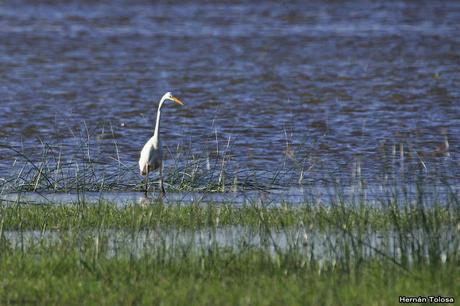 Censo Neotropical de Aves Acuáticas (febrero 2019)