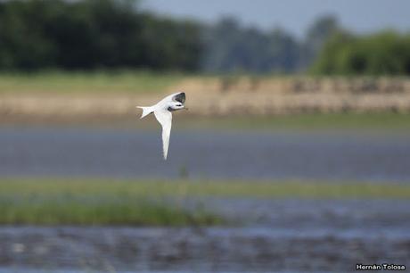 Censo Neotropical de Aves Acuáticas (febrero 2019)