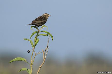 Censo Neotropical de Aves Acuáticas (febrero 2019)