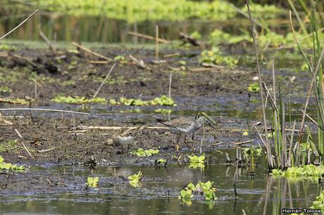 Censo Neotropical de Aves Acuáticas (febrero 2019)