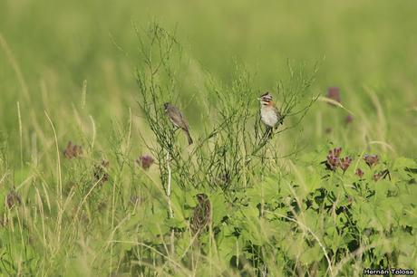 Censo Neotropical de Aves Acuáticas (febrero 2019)