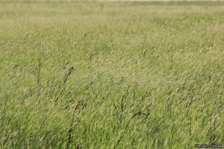 Censo Neotropical de Aves Acuáticas (febrero 2019)
