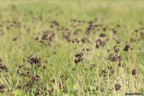 Censo Neotropical de Aves Acuáticas (febrero 2019)