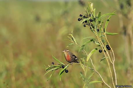 Censo Neotropical de Aves Acuáticas (febrero 2019)
