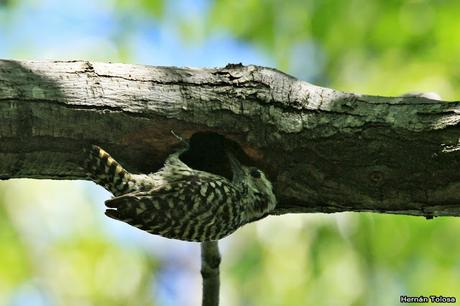 RECS (diciembre de 2018)