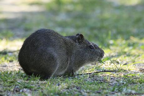 RECS (diciembre de 2018)