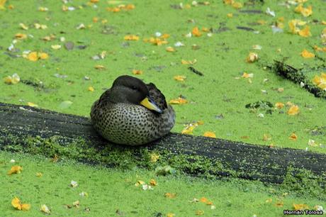 RECS (diciembre de 2018)