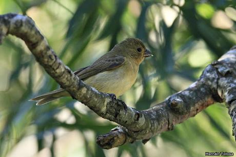 RECS (diciembre de 2018)