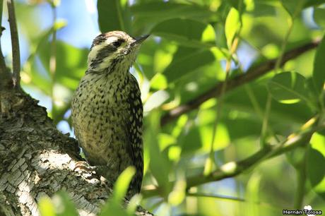 RECS (diciembre de 2018)