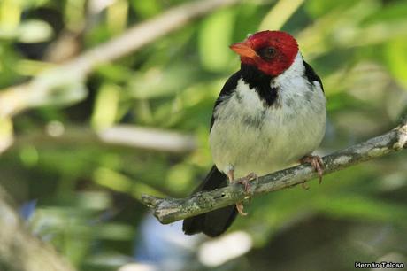 RECS (diciembre de 2018)