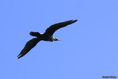 RECS (diciembre de 2018)