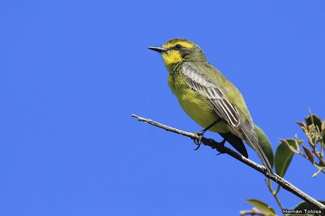 RECS (diciembre de 2018)