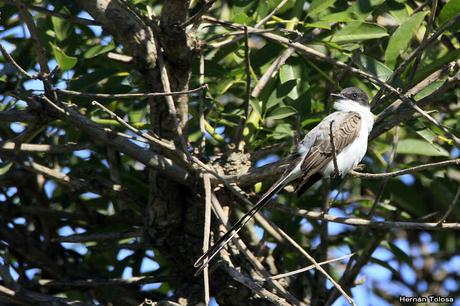 RECS (diciembre de 2018)