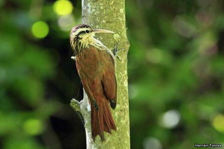 RECS (diciembre de 2018)