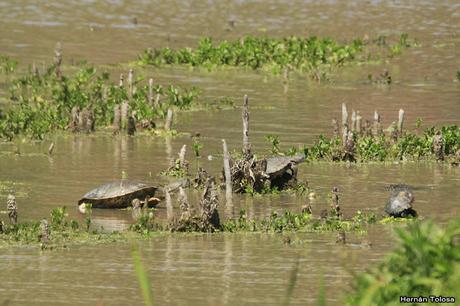 RECS (diciembre de 2018)