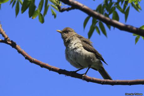 RECS (diciembre de 2018)
