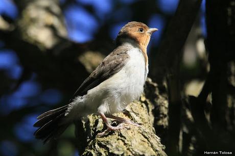 RECS (diciembre de 2018)