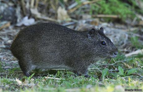 RECS (diciembre de 2018)