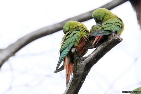Cachañas en el Chapelco