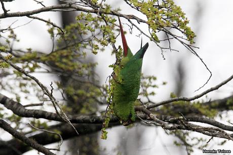 Cachañas en el Chapelco