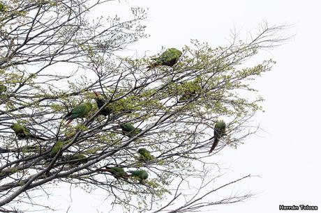 Cachañas en el Chapelco