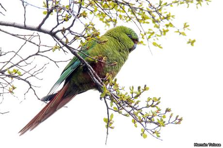 Cachañas en el Chapelco
