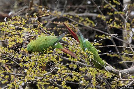 Cachañas en el Chapelco