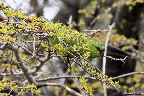 Cachañas en el Chapelco
