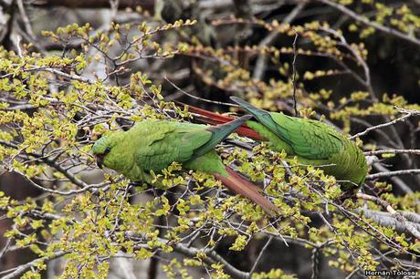 Cachañas en el Chapelco