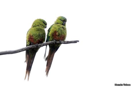 Cachañas en el Chapelco