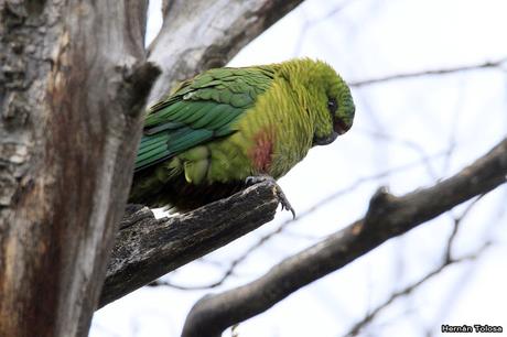 Cachañas en el Chapelco