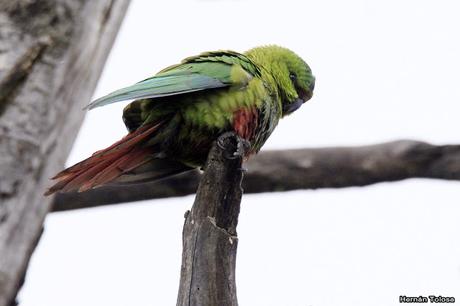 Cachañas en el Chapelco