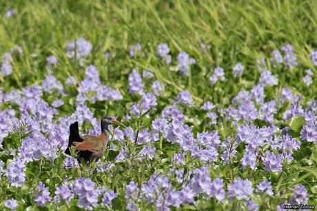 Salida realizada a Ceibas (9 de diciembre de 2018)