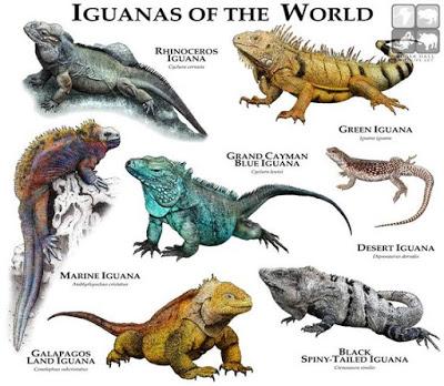 SEPHIRA , la IGUANA SEPHIRA , la IGUANA