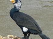 Cormoranes grandes gala