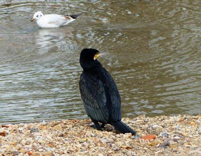 Cormoranes grandes de gala