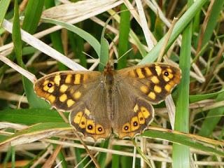 Mariposas de invierno