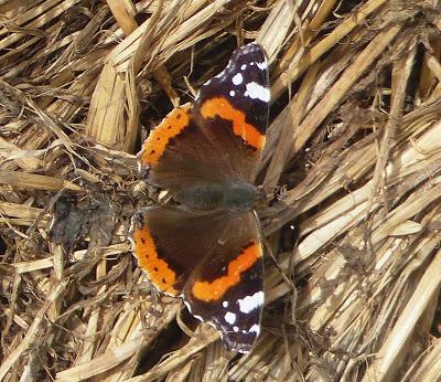 Mariposas de invierno