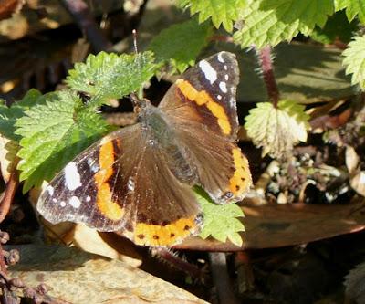 Mariposas de invierno