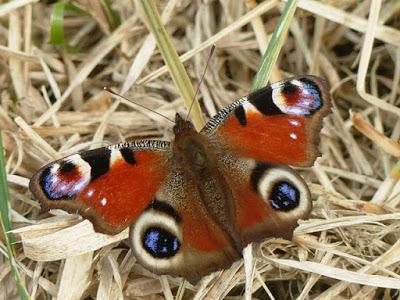 Mariposas de invierno