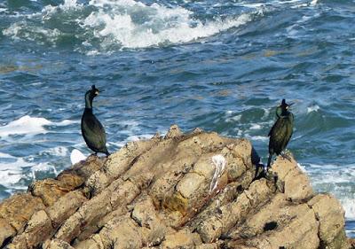 Cormoranes moñudos amenazados
