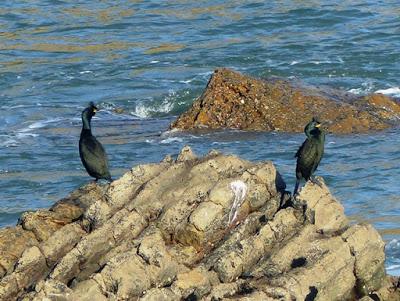 Cormoranes moñudos amenazados